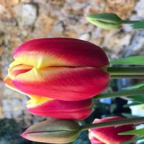 Armani Tulip (Tulipa Armani) Img 3
